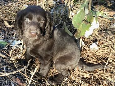 Продажа собак: Спаниель, 3 месяца, Самка, С прививкой — 8