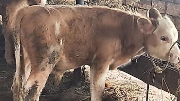 boğazdı: Üçüncü qarına erkək balası yanında satılır qarnı boğazdı — 4