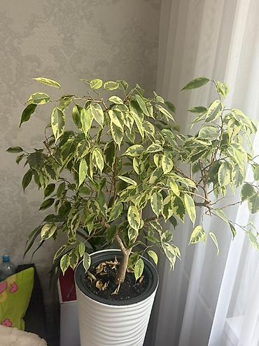 фикус для офиса: Фикус Бенджамина вариегатный (Ficus benjamina ‘Variegata’) в высоком — 1