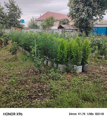 zeytun agaci qiyməti: Thuja (Qızıl şam, leylandi tipli dekorativ iynəyarpaq) fidanları - — 10