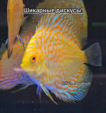 Рыбы: Дискус! Дискусы! Бишкек