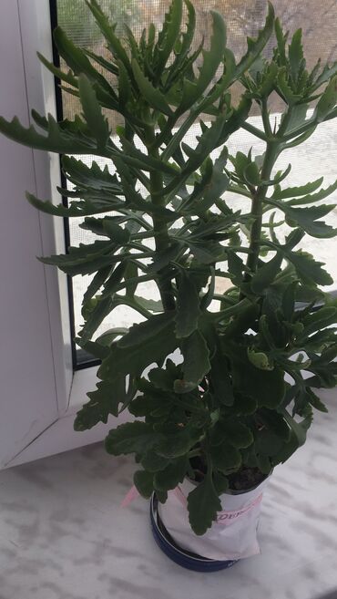 Otaq bitkiləri: Otaq bitkiləri — 7