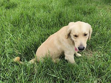 it elanlari: Retriever, Erkək — 8