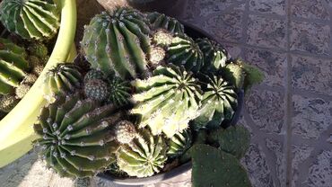 Kaktus: Kaktusi – više vrsta (Opuntia i Mammillaria) - Opuntia (indijske — 7