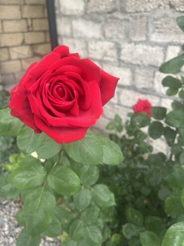 zeytun agaci satilir: Məhsul: Gül kolları (qırmızı və krem-sarı rəngli qızılgüllər) Təsvir