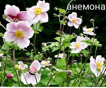 козий сыр: Продаю все саженцы которые вы видите на фото, также есть мята — 5