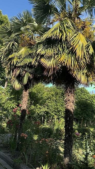 Деревья: Trachycarpus fortunei (yelpik formalı yarpaqlı xurma palmaları) – — 2
