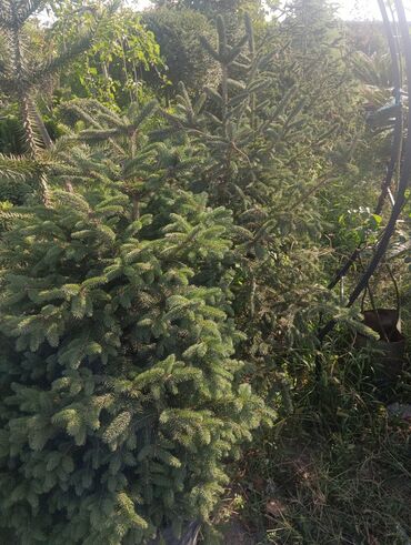 Landşaft işləri: Dekarativ agaclarin satişi çatrlme ekme odenişludir qazon torf — 10