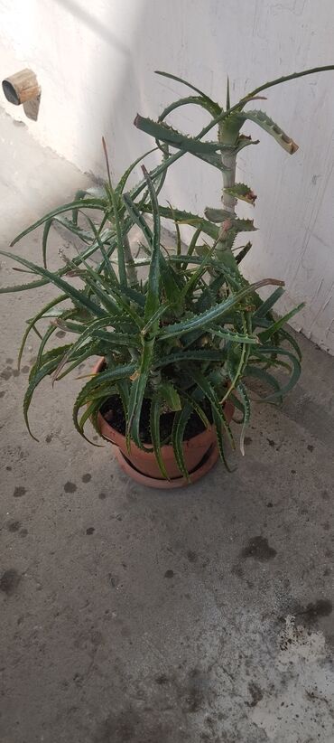 bambuk gulu: Aloe Vera gülü,tam sağlam vəziyyətdədir.Dərman kimi istifadə Xalqlar