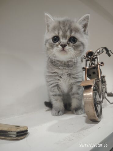 Pişiklər: Erkək, Dişi — 1