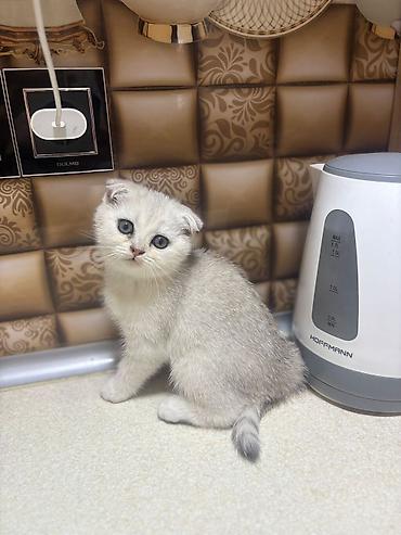 Pişiklər: Britan — 10