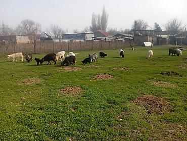 Козы, козлы: Продаю | Коза (самка), Козлёнок | Полукровка, Зааненская | На забой, Для разведения, Для молока | Племенные, Котные — 14