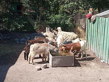 корм форели: Продаю | Коза (самка), Козёл (самец), Козлёнок | Полукровка, Зааненская | На забой, Для разведения, Для молока | Племенные, Осеменитель — 4