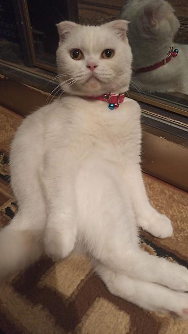 scottish fold satilir: Şotland — 1