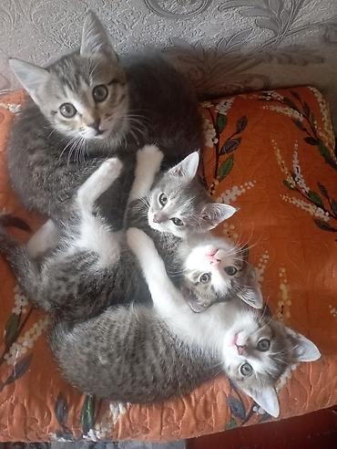 Животные: Котята домашние, короткошёрстные, тигрово-полосатые и бело-серые — 1