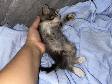 животные кошка: Кошка даром: Беспородная, Девочка