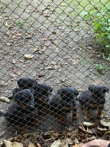 İtlər: Rotveyler, 2 ay, Dişi, Peyvəndli, Ünvandan götürmə — 6