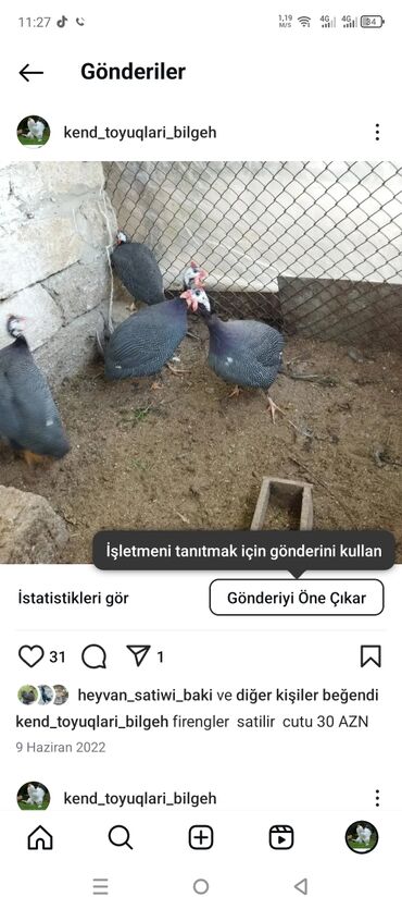 simmental ineklerin satisi: Самка, Для разведения, Самовывоз, Платная доставка