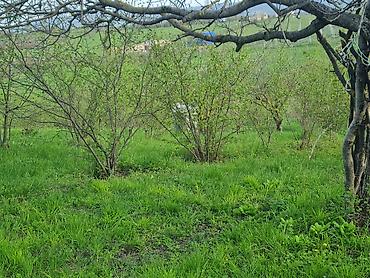 ismayilli torpaq: 100 sot, Kənd təsərrüfatı, Mülkiyyətçi, Kupça (Çıxarış) — 3