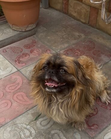 pekines qiymeti: Pekines, 10 ay, Erkek, Ünvandan götürmə, Ödənişli çatdırılma