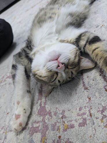 договорная кошка даром британская короткошёрстная 1 год мальчик метис 2 позвонить написать: Породасыз, 9 айлык, Эркек