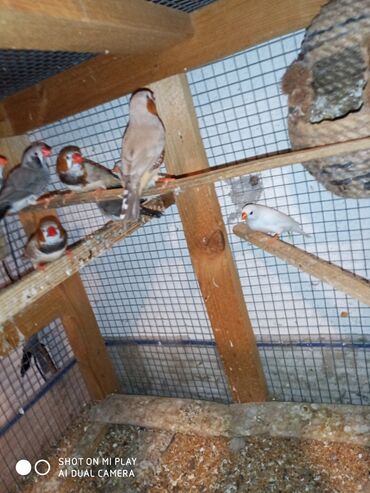 Amadinlər: Amadinlər Satış zebravıy sadə amadinlər benqal amadini risovka risoviy — 11