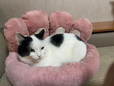 Отдам даром кошку: Кошка даром: Британская короткошёрстная, Девочка — 4