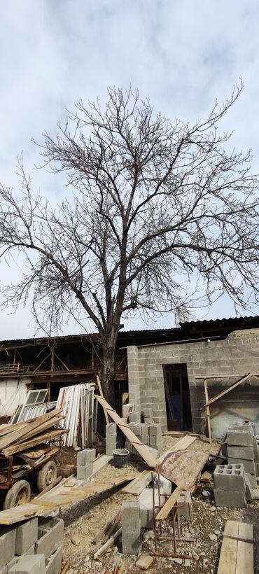 аренда город ош: Продается дерево орех город кара суу Ош область