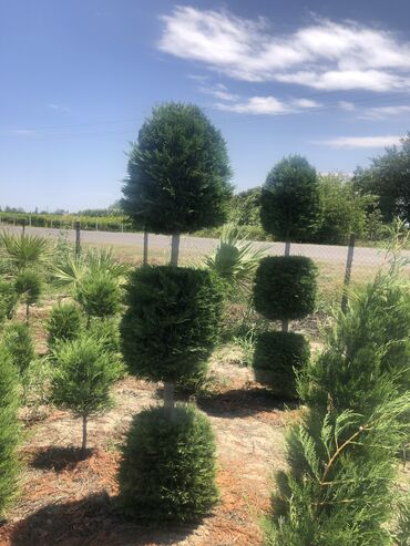 Şitillər: Dekartiv və meyvə ağacları istenilen sayda ve istenilen növde var — 23