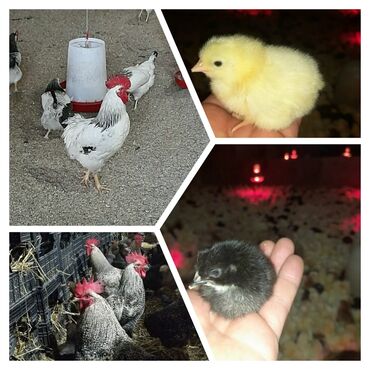 Xoruzlar: Xoruz, il: <1, Ödənişli çatdırılma — 7