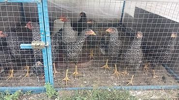 danşan quş: 12 eded orginal xarkov colpalardi, toyuq altinda cixiblar inkubator — 1