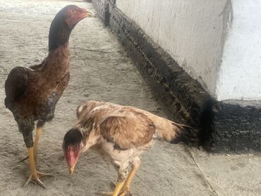 сколько стоит живая курица в бишкеке: Продаю | Куры | Дакан | Для разведения