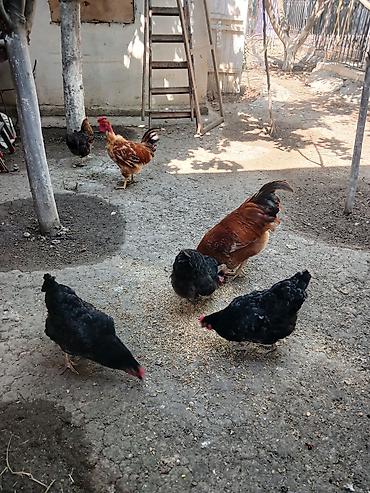 quş: Yumurtlayan toyuqlar, xoruzlar, çolpalar, 1 aylıq cücələrdə var — 4