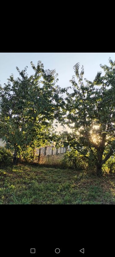 озонированное оливковое масло в капсулах: 24 Sot plan satılır gilas və sair ağaclardan ibarətdir. Cavan bagdi