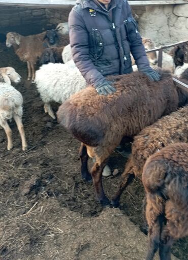продаю коз: Продаю | Овца (самка), Ягненок, Баран (самец) | Гиссарская, Арашан | На забой, Для разведения