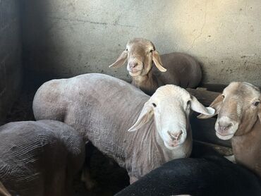 Бараны, овцы: Койлор сатылат телефон менен кайрылыныздар