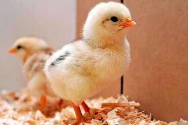 цыплята хайлайн: Сатам | Балапандар | Көбөйтүү үчүн
