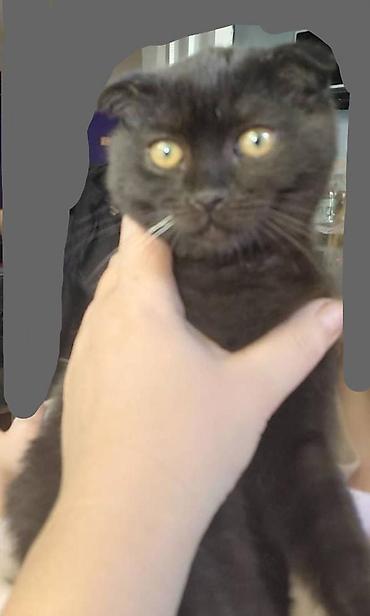 Шотландский вислоухий котёнок, окрас: сплошной чёрный (black). Ушки at lalafo.kg Шотландский вислоухий котёнок, окрас: сплошной чёрный (black). Ушки