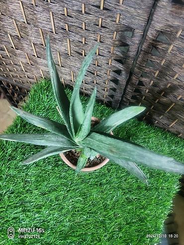 Хойи: Детки сортовой хойи, цены уточнять — 3