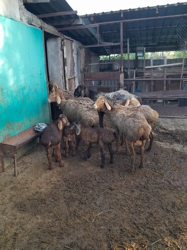 арашан овец: Продаю | Овца (самка), Ягненок, Баран (самец) | Арашан | Для разведения | Котные, Осеменитель, Матка