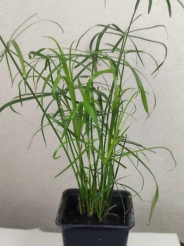 Циперус (Cyperus alternifolius)кудрявый комнатное болотное растение в