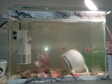 filter akvarium: Прямоугольный аквариум, Вместе с рыбами, 9 л, Самовывоз