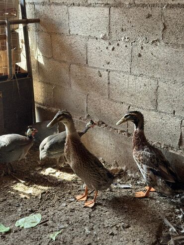 кошка с разными глазами: Индийский бегунок утка 🦆