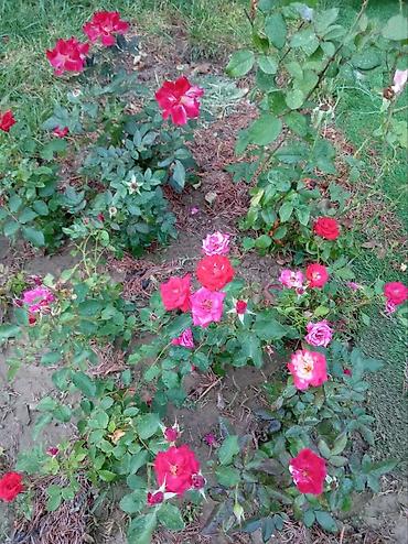 güllü tort: Floribunda 4 fəsillik həmişə yaşıl qızıl güllər satılır . bu qızıl — 8