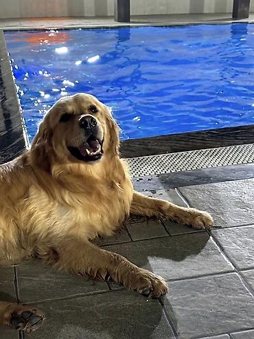 çoban iti adları: Retriever, 5 il, Erkək, Cütləşmə üçün — 2
