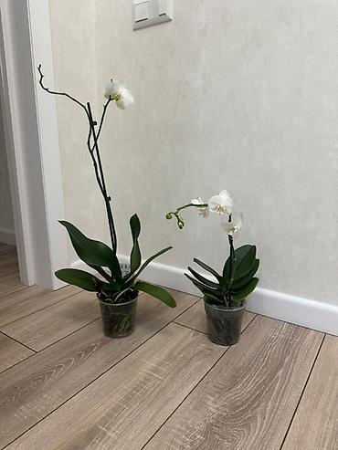Орхидеи: Орхидеи Голландские Phalaenopsis сортовые цветущие по 800 сомов — 6
