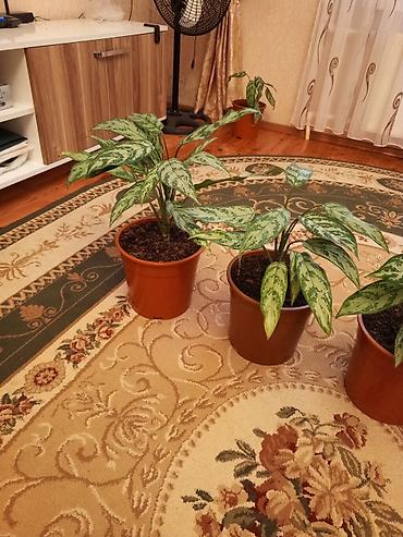 sitili: Aglaonema (Çin həmişəyaşılı) otaq bitkiləri - Növ: Aglaonema — 4