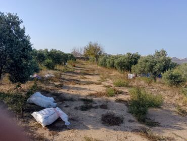 mx group inşaat: Kənd təsərrüfatı