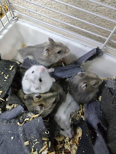 фенек цена: Продаю джунгарских хомяков. Есть разные — 1