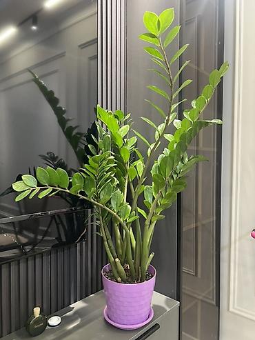 Фикусы: Фикус Бенджамина в напольных кашпо - Два взрослых деревца в отдельных — 18